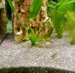 Pssopp Substrat d'aquarium Sable Aquarium Aquarium Tropical Gravier pour  Aquariums, aménagement paysager, décoration intérieure à la Maison :  : Animalerie