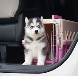 Cage pour chien 77,5 x 53 x 59 cm Caisse de transport pour chien voiture  pliable Cage pour chien à la maison avec couverture douillette + gamelle