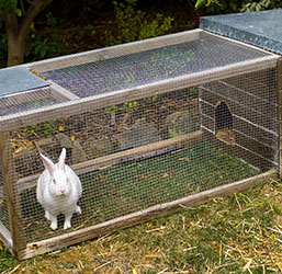 Enclos lapin intérieur - bois et grillage - Le meilleur pour mon lapin