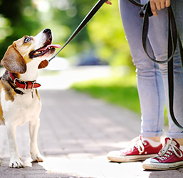 ETACCU Laisse de jogging pour 2 chiens avec sangle ventrale, laisse mains  libres pour double chien, laisse de jogging pour chiens de grande et  moyenne taille, laisse élastique réfléchissante 90-130 cm 