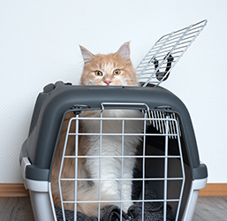 Caisse de transport pour chat et chien pas chère Zephos 1 SAVIC