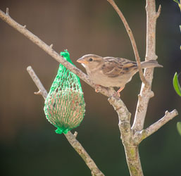 Boules de graisse pour oiseaux : les dangers - Hello-birdy