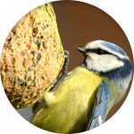 Animalis - Boules de Graisse aux Arachides et Insectes pour Oiseaux des  Jardins - x8