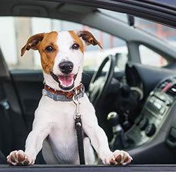 KCSD Siège auto pour chien avec ceinture de sécurité, siège auto
