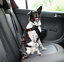 Ceinture de siège de voiture pour chien, appui-tête réglable avec tampon  élastique, Durable, harnais de sécurité pour animaux de compagnie