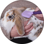 Spazzole per conigli e roditori