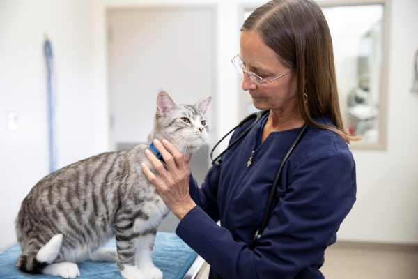 Chat en consultation vétérinaire : Hill's Prescription Diet