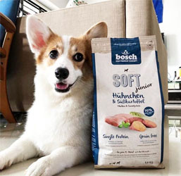 Gevoel Iedereen Slepen Bosch: kwaliteitsvol voer voor honden