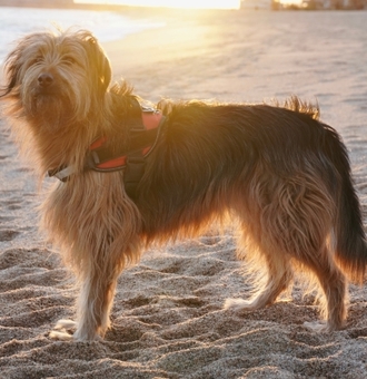 Berger Catalan : Tout Savoir sur ce Chien des Pyrénées !