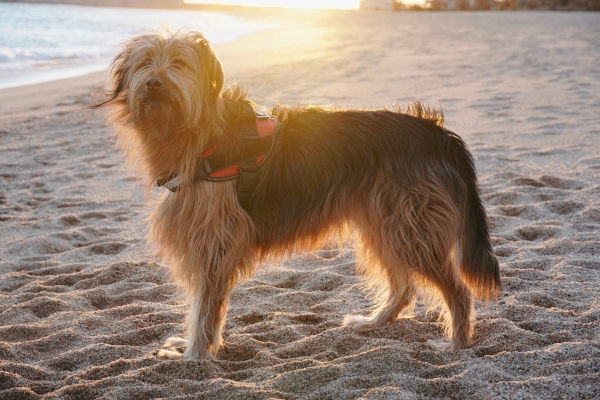 Katalanischer Schäferhund mit einem Geschirr am Strand